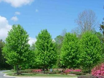 Spring Trees Wallpaper Pixel Nature HD