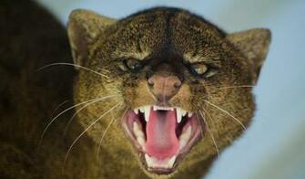Wallpaper Jaguarundi Grin Aggression Muzzle