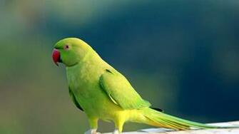 Birds HD Wallpaper 1080p Budgie