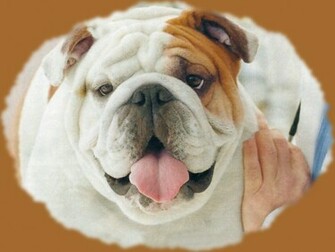 English Bulldog Wallpaper