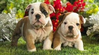 English Bulldog Wallpaper