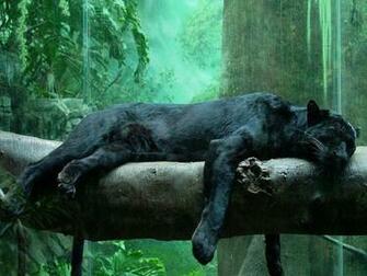 Black Tiger Wallpaper