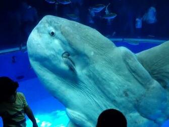 Beluga Whale Wallpaper