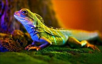Macro Photography Lizard Wallpaper Wallpaper13