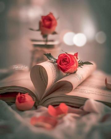 An Shaikh On Roses Dpz Cute Flower Wallpaper