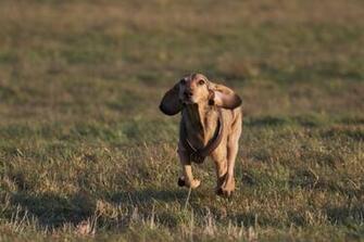 Category Animals HD Wallpaper Subcategory Dogs