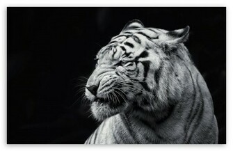 Tiger Black And White HD Wallpaper For Standard Fullscreen