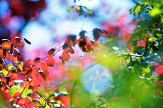 Colorful Nature Wallpaper