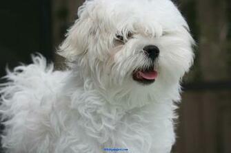 90451d1324613491 Maltese Dogs Pic Jpg