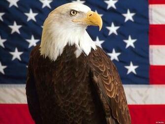 Video When I Saw Bald Eagles Swarm Like This The Reason Took My