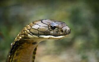 King Cobra HD Wallpaper Background Image Id