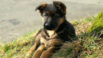 German Shepherd Wallpaper Animal