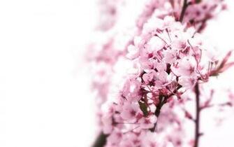 Pink Cherry Blossom Wallpaper Pict Car Pictures