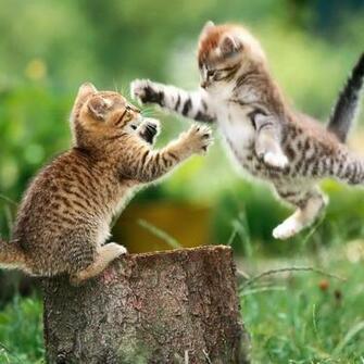 Cats Epic Funny HD Wallpaper
