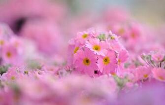 Wallpaper Macro Flowers Background Pink Widescreen