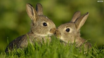 Bunnies Wallpaper S Cool Walldiskpaper