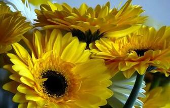 Wallpaper Gerbera Daisies Petals Stem Macro Nature