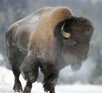 Wallpaper Sea Bison Background