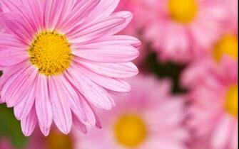 Pink Daisy Wallpaper