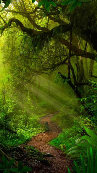 Jungle iPhone Wallpaper