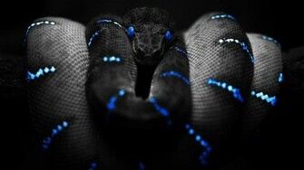 Snake Wallpaper Best