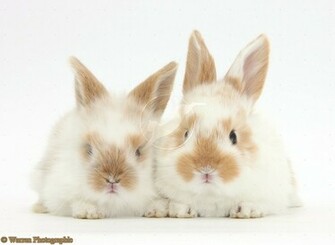 Baby Bunny Wallpaper HD Image Pictures Becuo