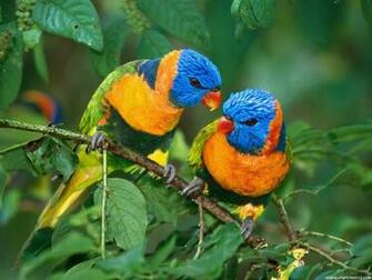 Birds Wallpaper HD