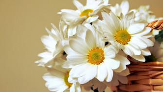 Daisy Flower Wallpaper In Psd