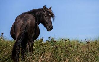 Black Horse Wallpaper