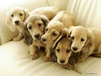 Dachshund Wallpaper HD Wallapers Pictures Pics Image Photos