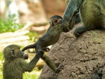 Cute Monkey HD Wallpaper Car Pictures