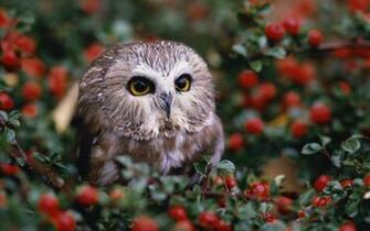 Owls Archives HD Wallpaper