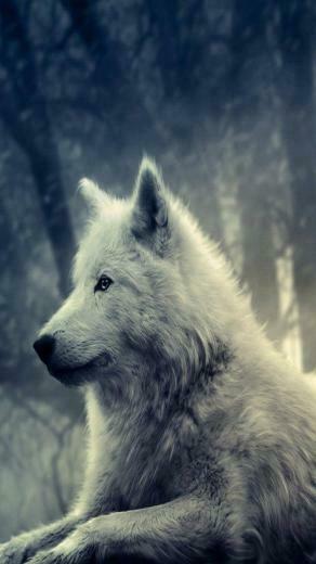 Wallpaper White Wolf iPhone5 De La Cat Gorie iPhone Wallstock Fr