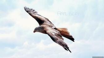 Majestic Hawk HD Wallpaper New