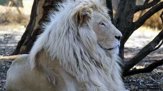 White Lion HD Wallpaper 1080p