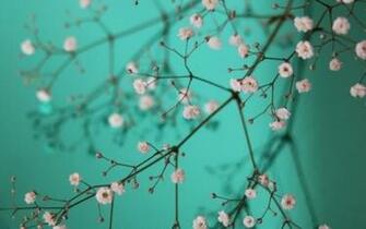 Pretty Wallpaper Qygjxz