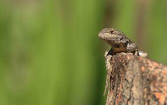 Lizards HD Desktop Wallpaper 4k