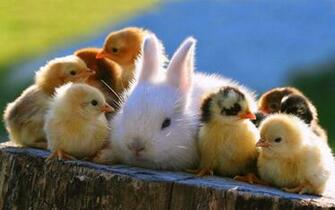 Share To Labels Baby Rabbits