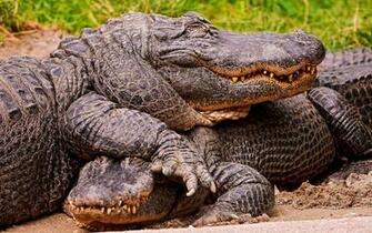Alligator Wallpaper Animal