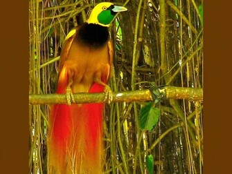 Birds Of Paradise Givenchy Wallpaper HD