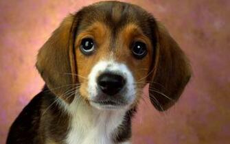 Beagle Wallpaper