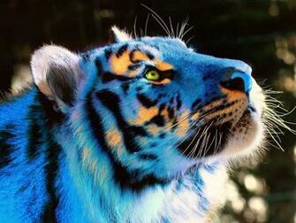 Abstract Tiger Wallpaper