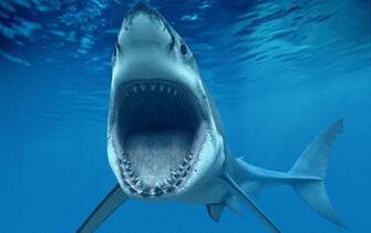 Alpha Coders Everything Sharks Animal Shark