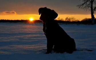 Snow Dog Silhouette Desktop Wallpaper
