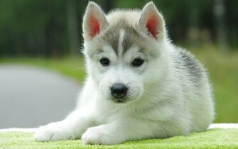 Puppy Wallpaper For Desktop Mobile Background Cute