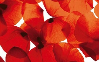 Flowers Poppy Wallpaper Flower Petals