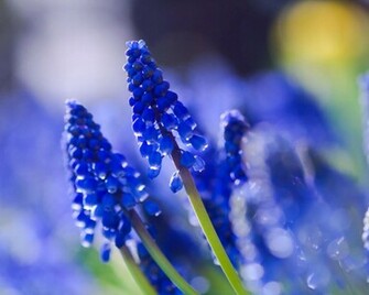 Blue Flowers Flower Wallpaper