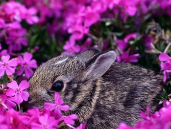 Rabbit Wallpaper Wildlife Animals Computer Desktop