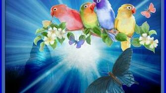 Birds And Butterflies Hq Wallpaper