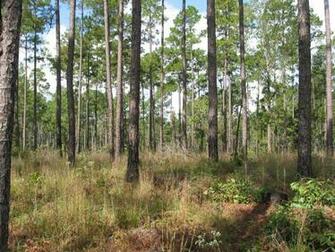 Pineywoods Ecosystems